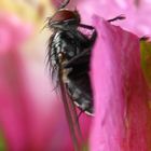 Flie sitting on a wild flower