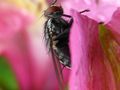 Flie sitting on a wild flower by Junot Lasher 