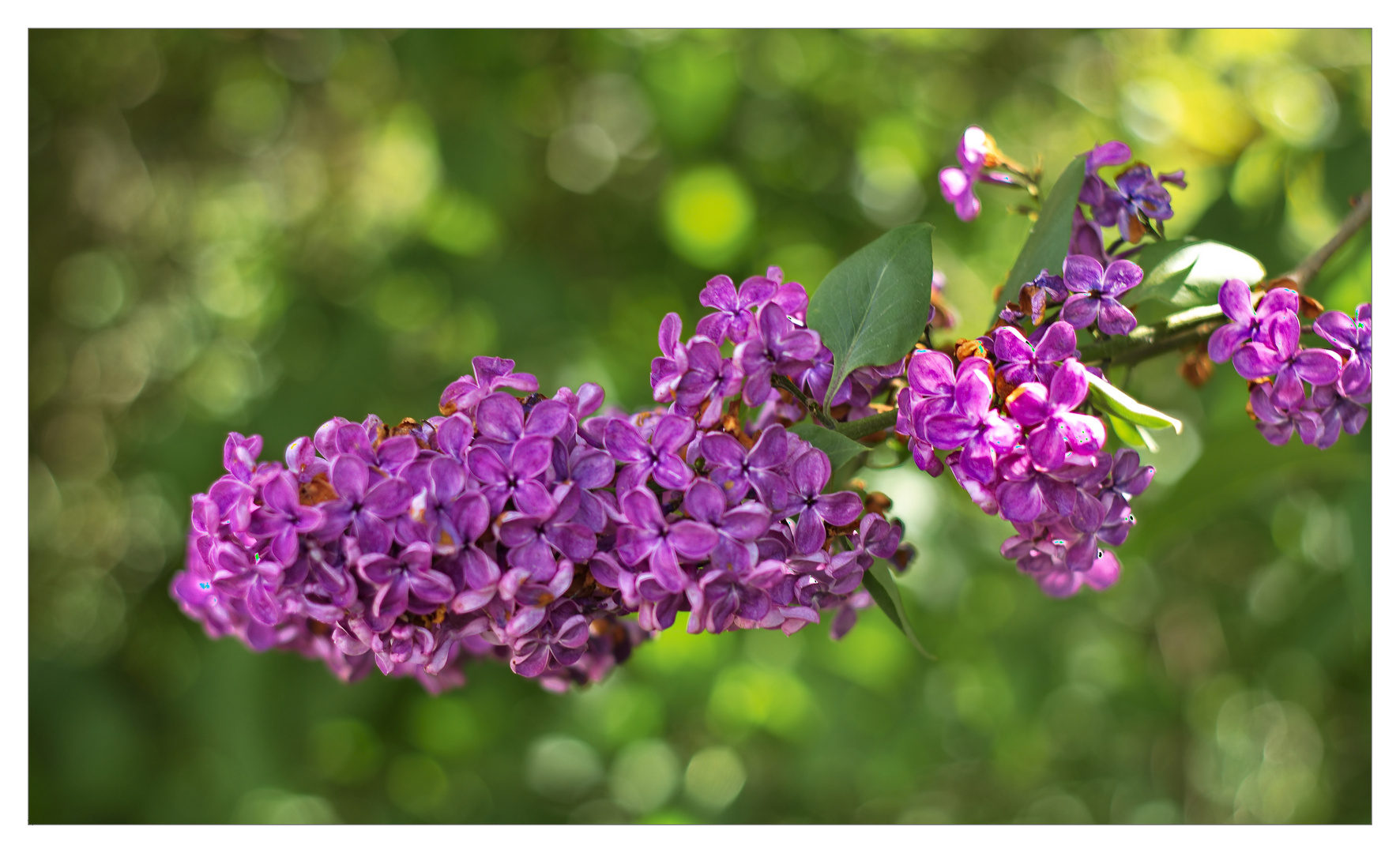 Flieder.... Foto & Bild | outdoor, lila, farbe Bilder auf fotocommunity