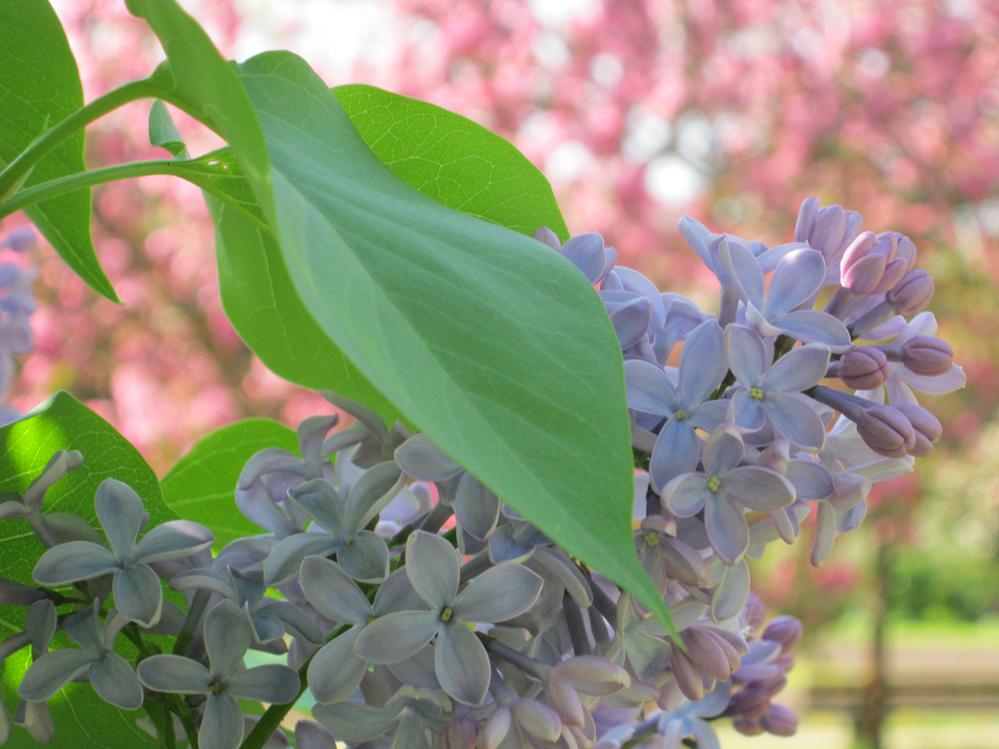 Flieder Foto & Bild pflanzen, pilze & flechten, blüten
