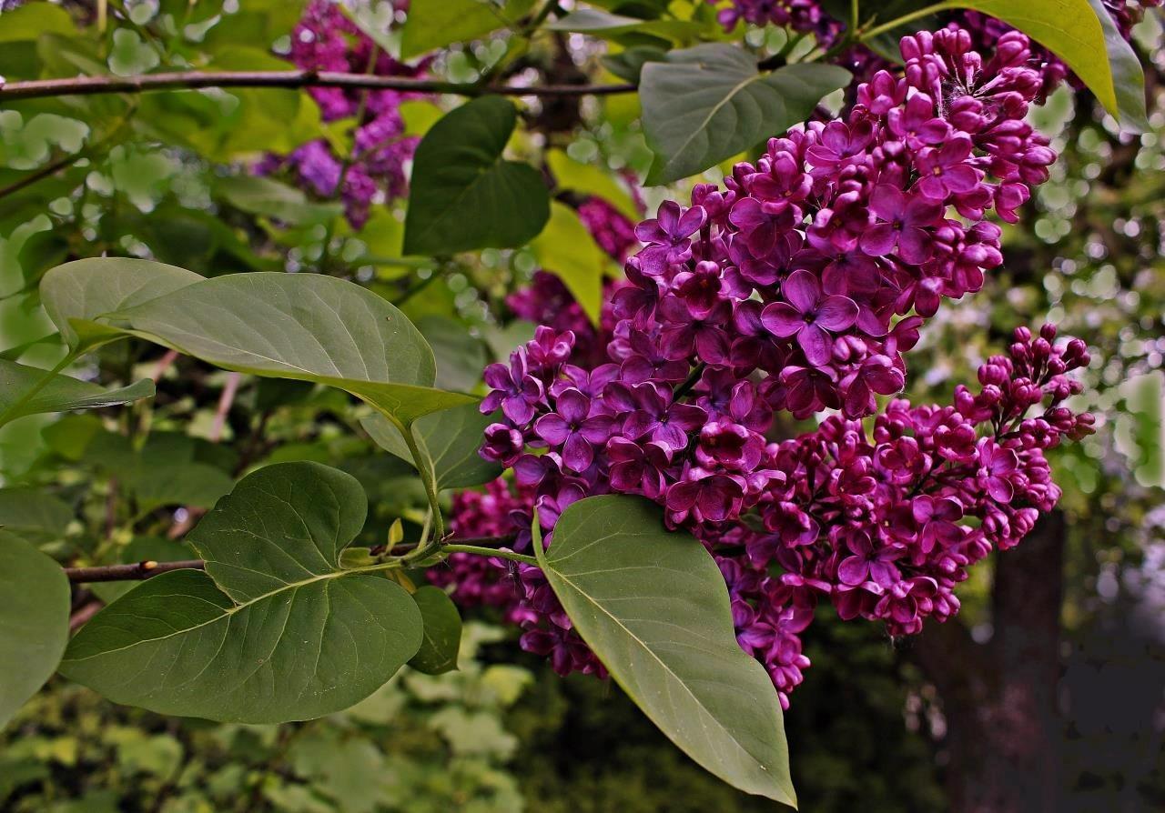 " Flieder " Foto & Bild pflanzen, pilze & flechten, blüten