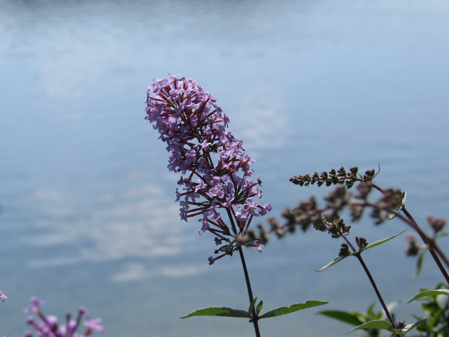 Flieder am See