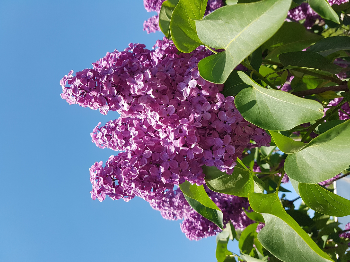 Flieder Aufgenommen in Mamas Garten 