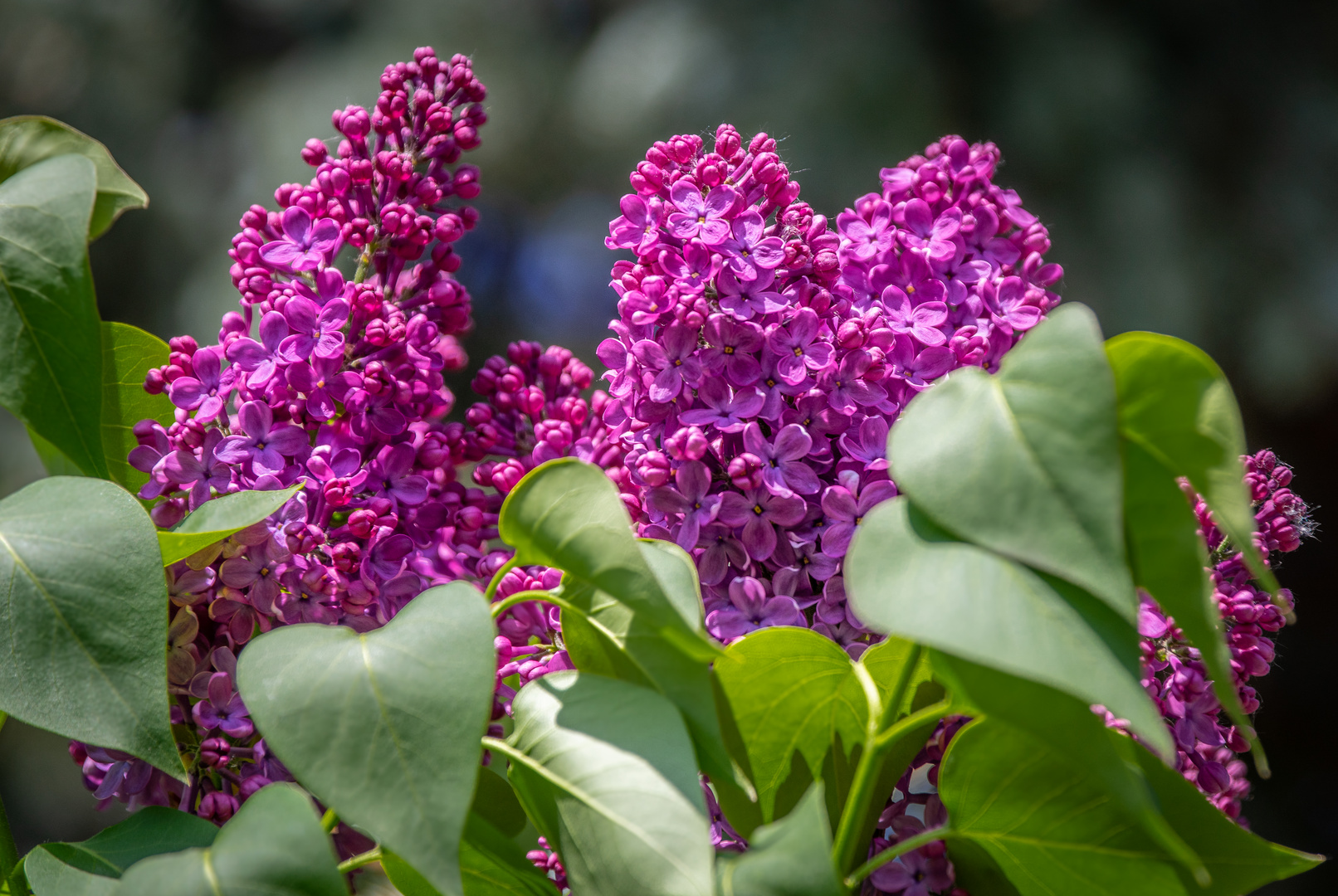 Flieder aus meinem Garten 