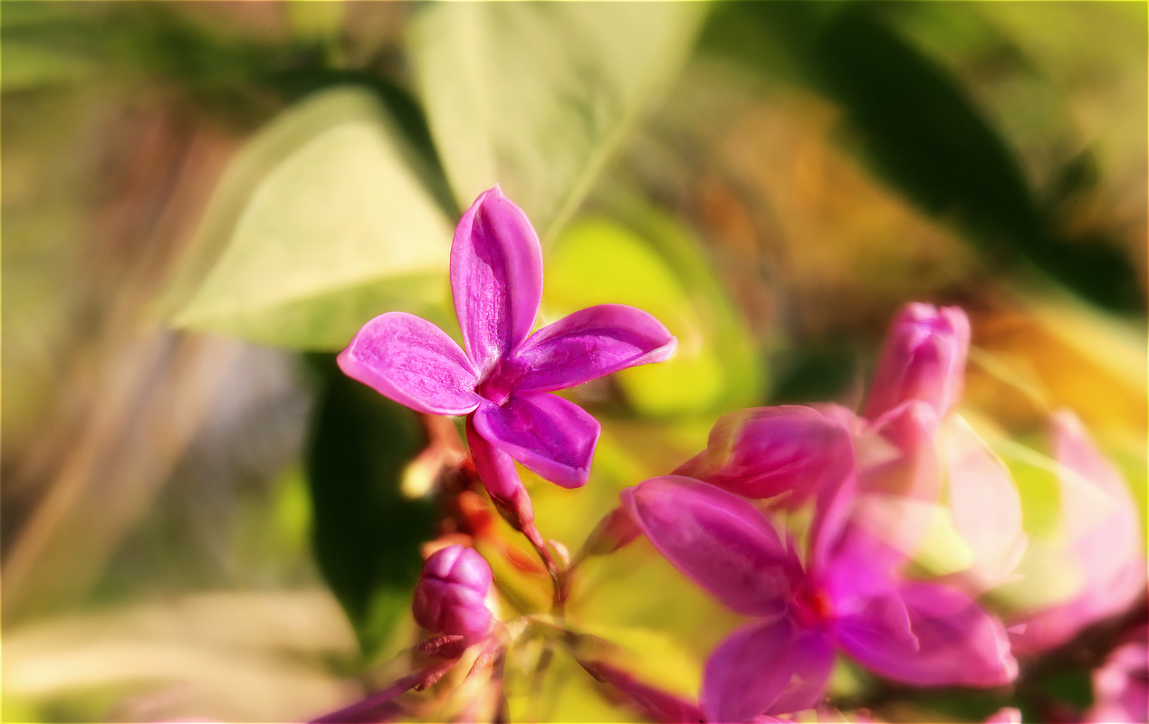 flieder aus meinem garten ...