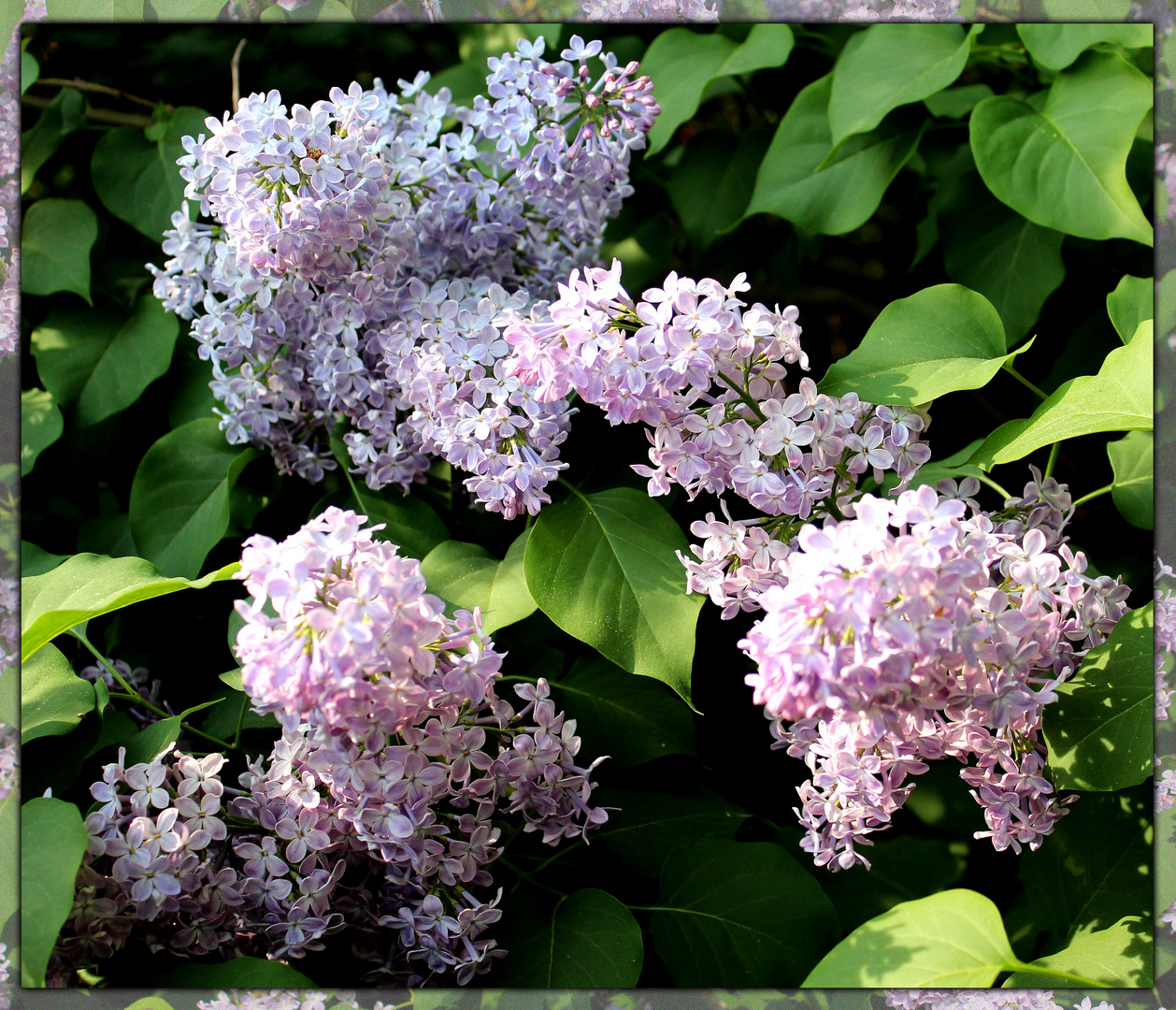 Flieder Foto & Bild frühling, natur, blume Bilder auf