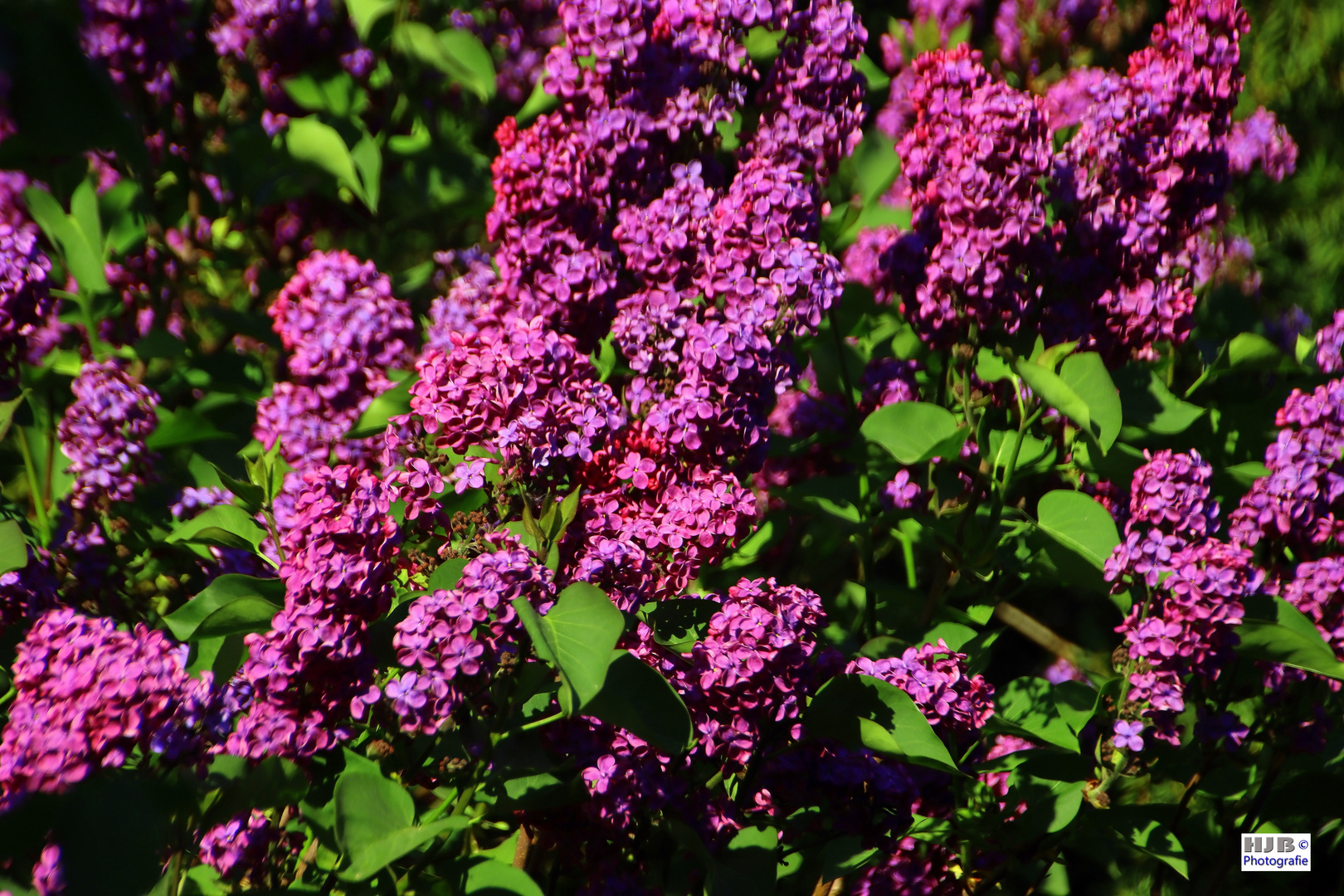 Flieder bei uns im Garten Foto & Bild landschaft, garten