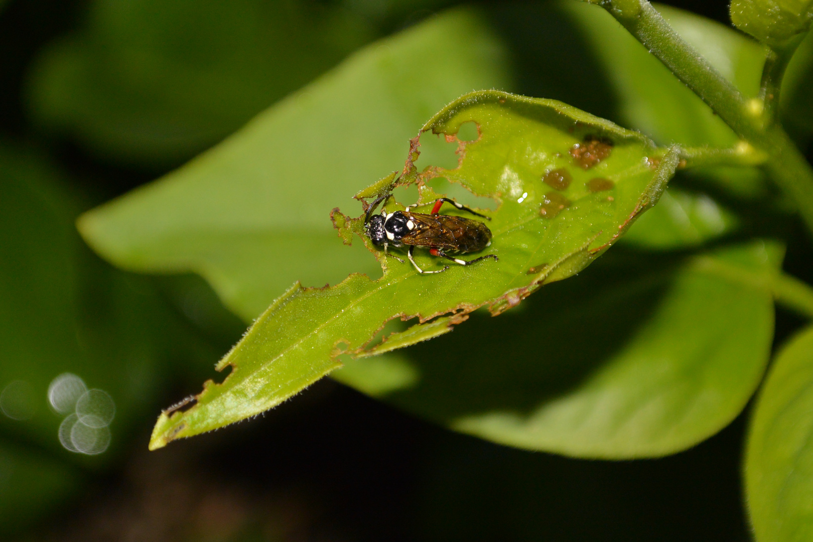 Flieder Besuch