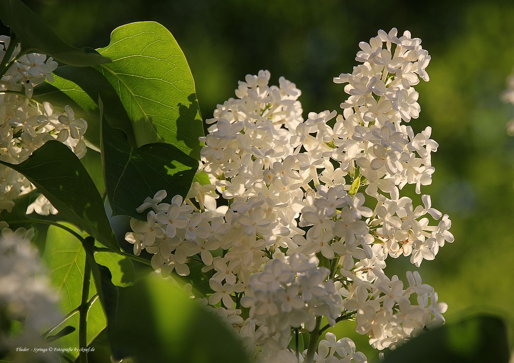 Flieder Foto & Bild | pflanzen, pilze & flechten, blüten ...
