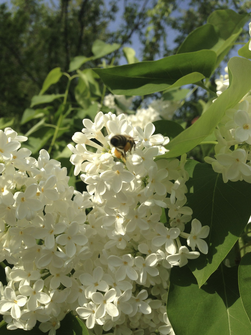 Flieder & Bienen Foto & Bild tiere, wildlife, insekten Bilder auf