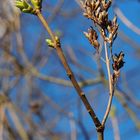 Flieder-Busch, Altes und Neues