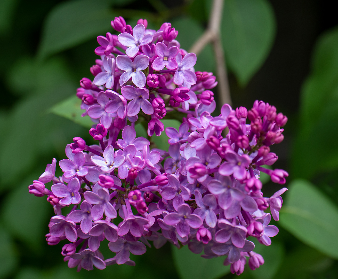 flieder Foto & Bild park, world, frühling Bilder auf