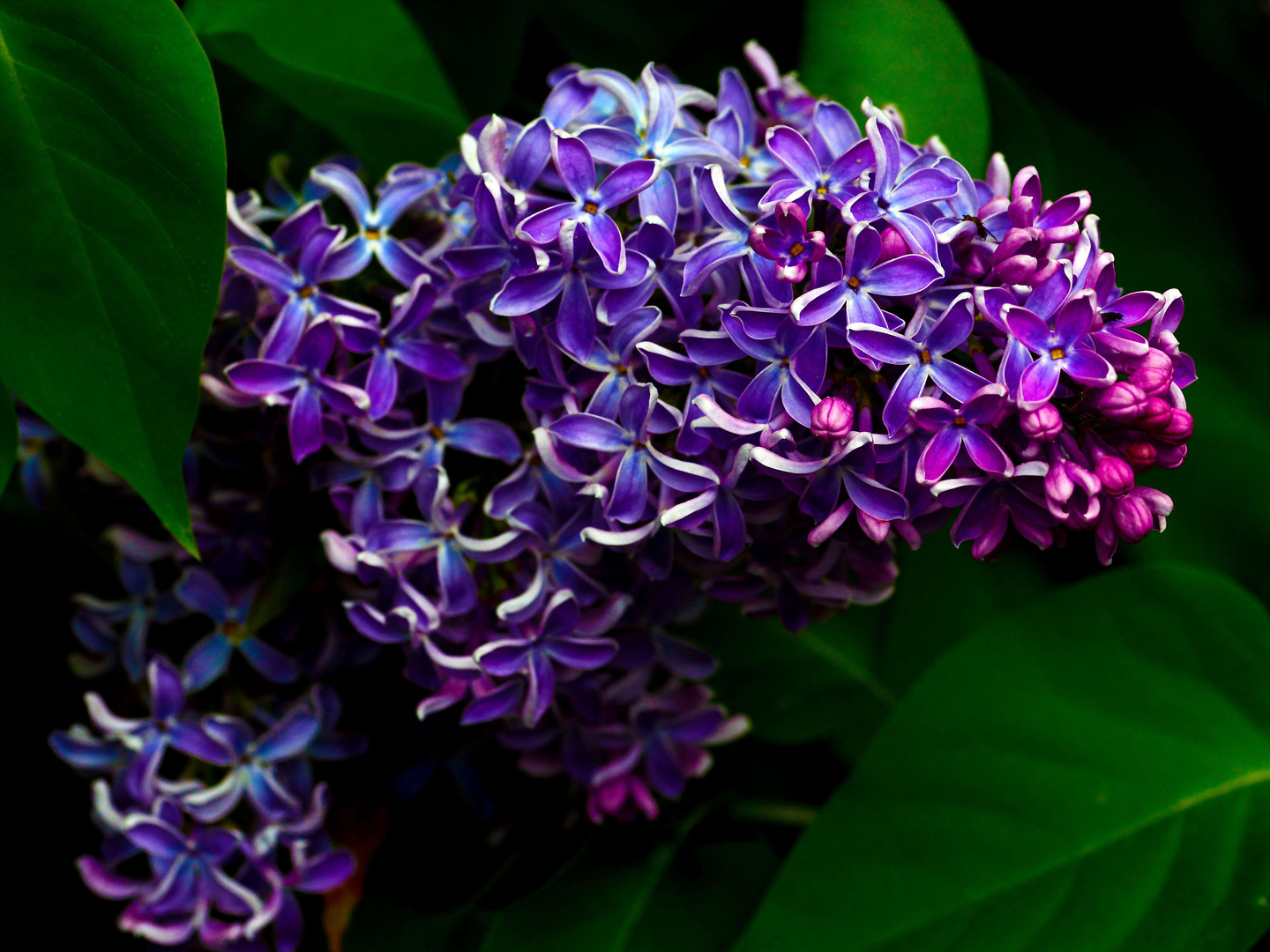 56+ Name Von Flieder Artiger Zierpflanze Mit Hängenden Blüten, Der