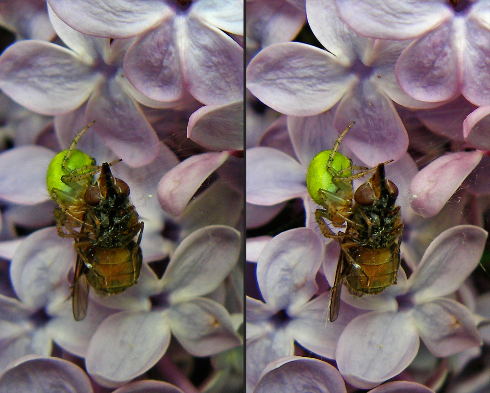 Flieder - Fliege - Krabbenspinne