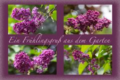 ***Flieder im Garten***