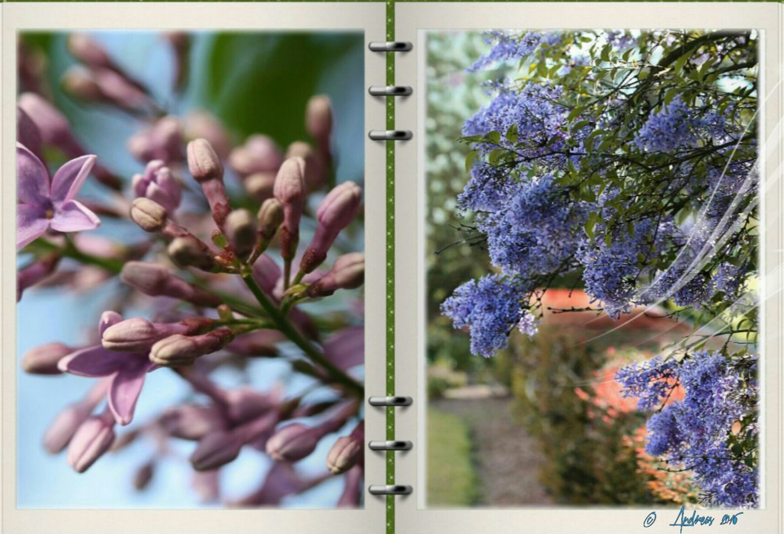 Flieder im Garten Foto &amp; Bild mai, frühling, flieder
