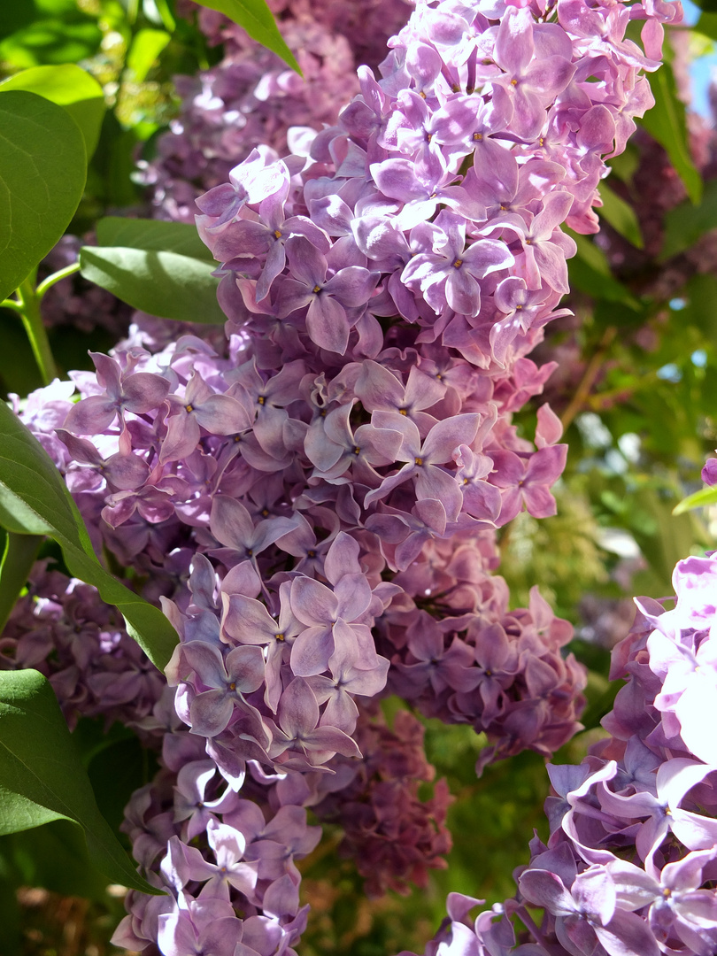 Flieder im Garten Foto & Bild pflanzen, pilze & flechten