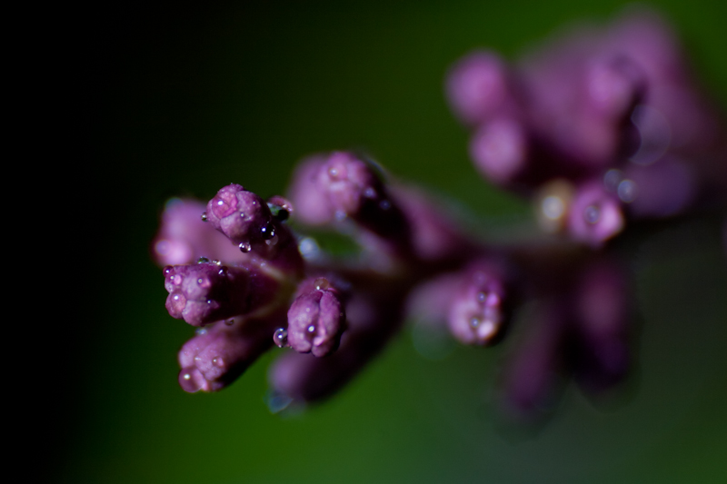 Flieder im Regen