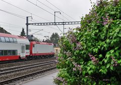 Flieder im Regen