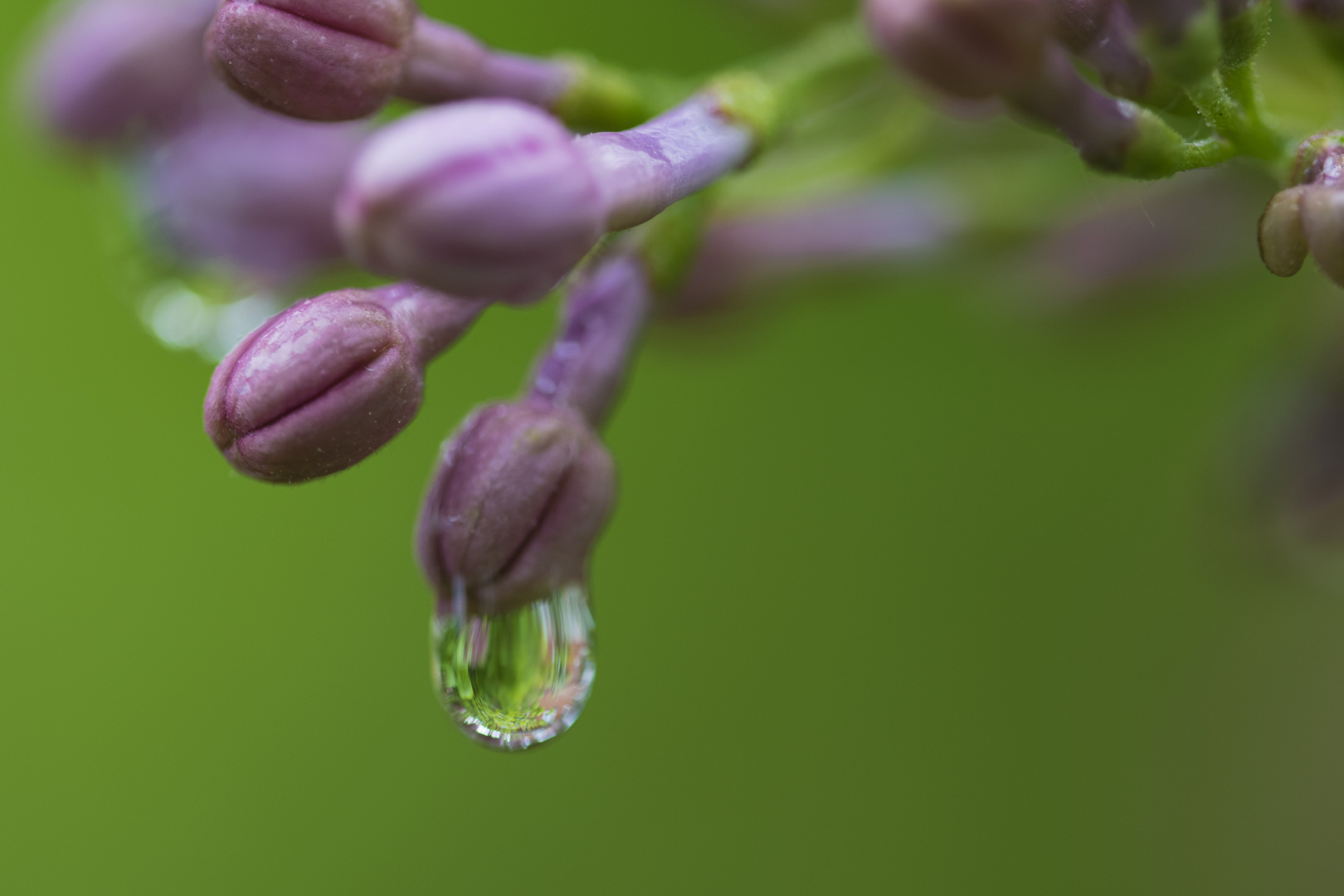 Flieder im Regen_002