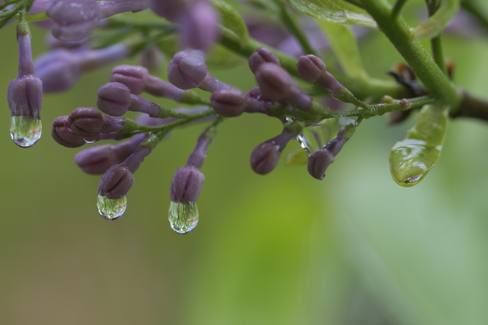 Flieder im Regen_003