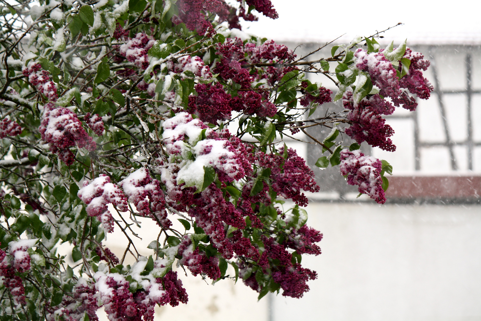 Flieder im Schnee