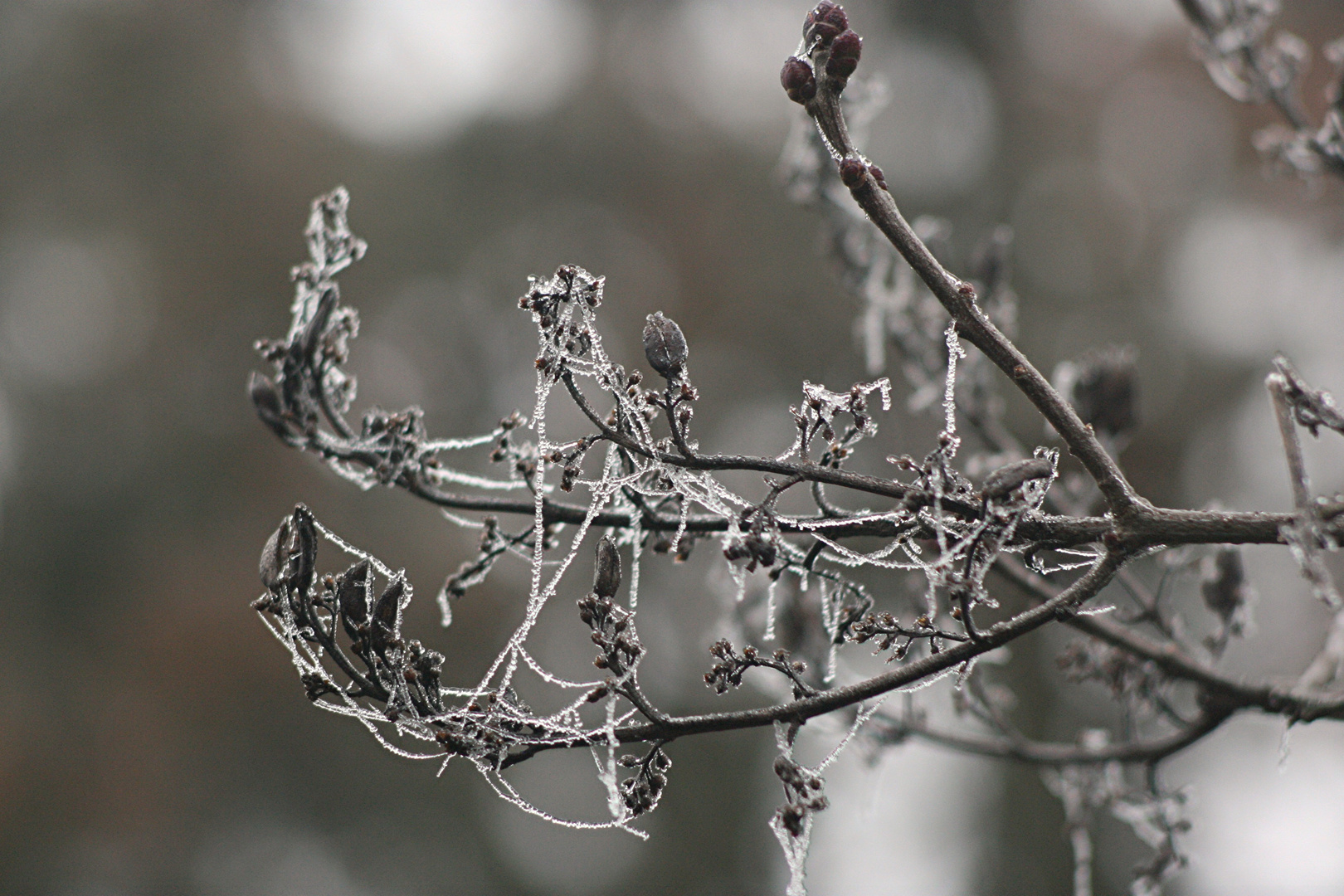 Flieder im Winter