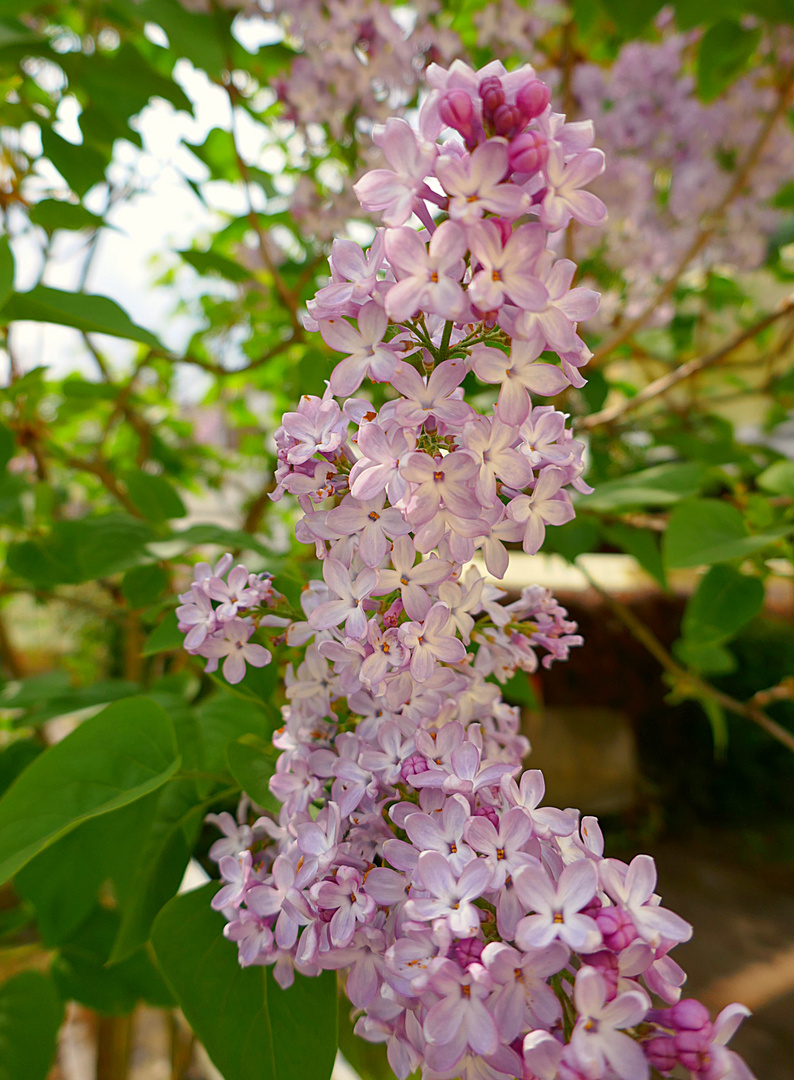 Flieder in der Blüte