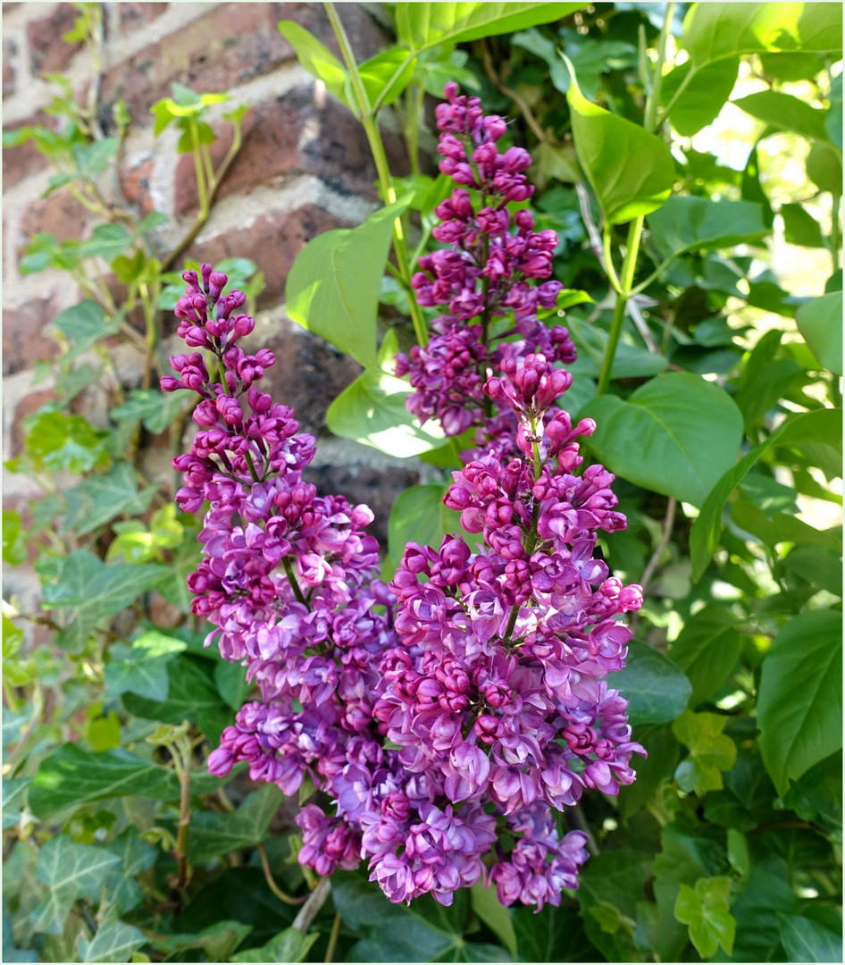 Flieder in Nachbar's Garten