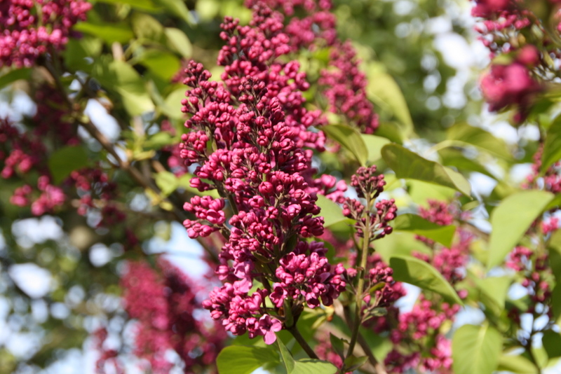 Flieder in Nachbars Garten