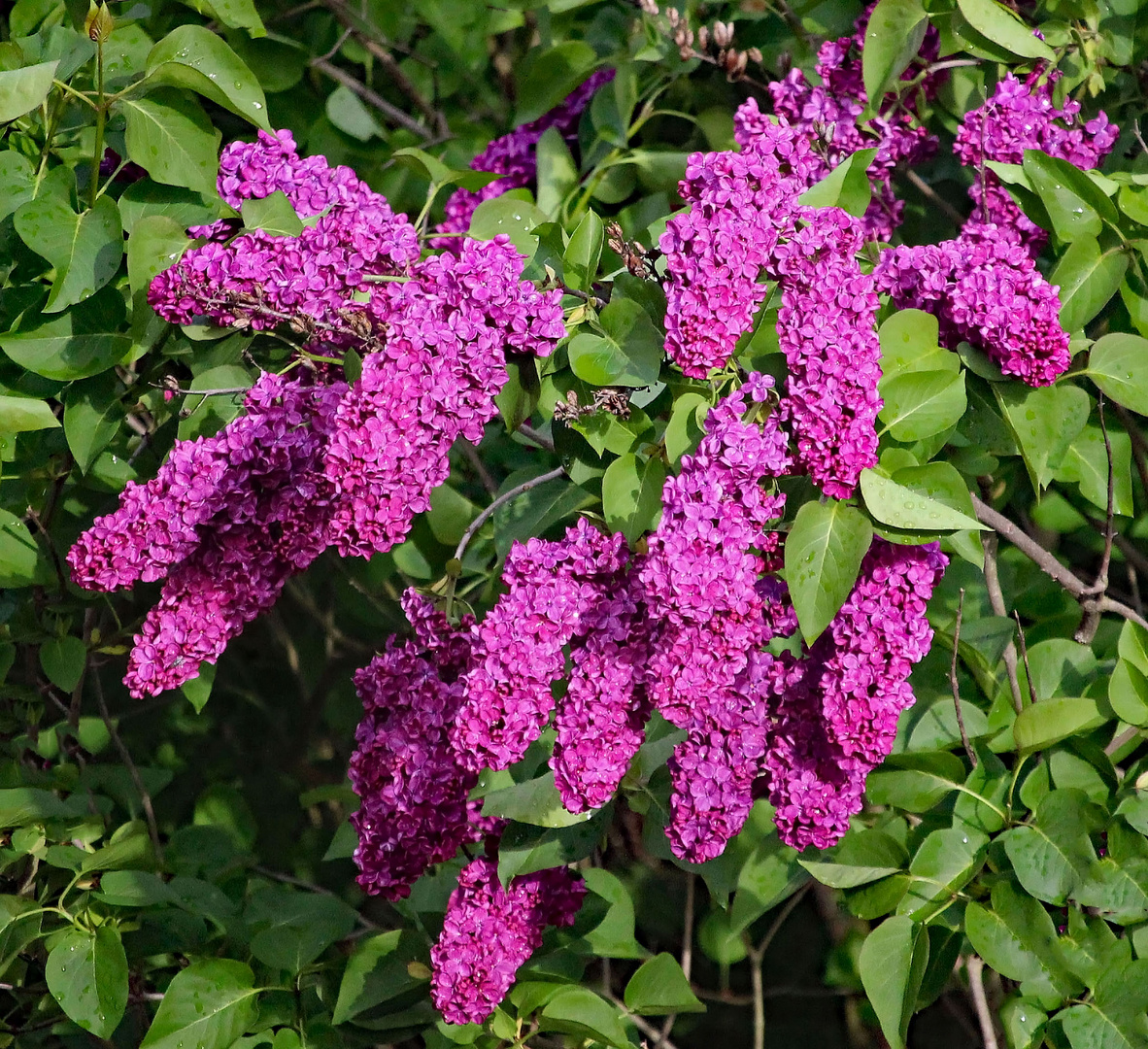 Flieder in schöner Farbe