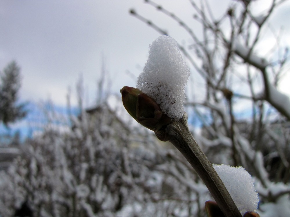 Flieder Knospe im Winter