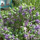 Flieder / le lilas