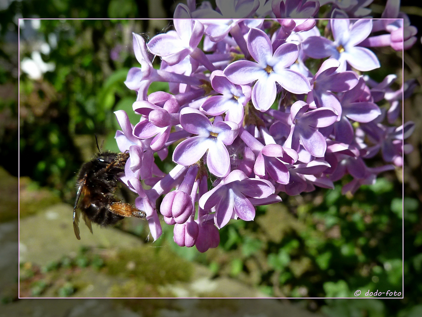 Flieder mit Besuch