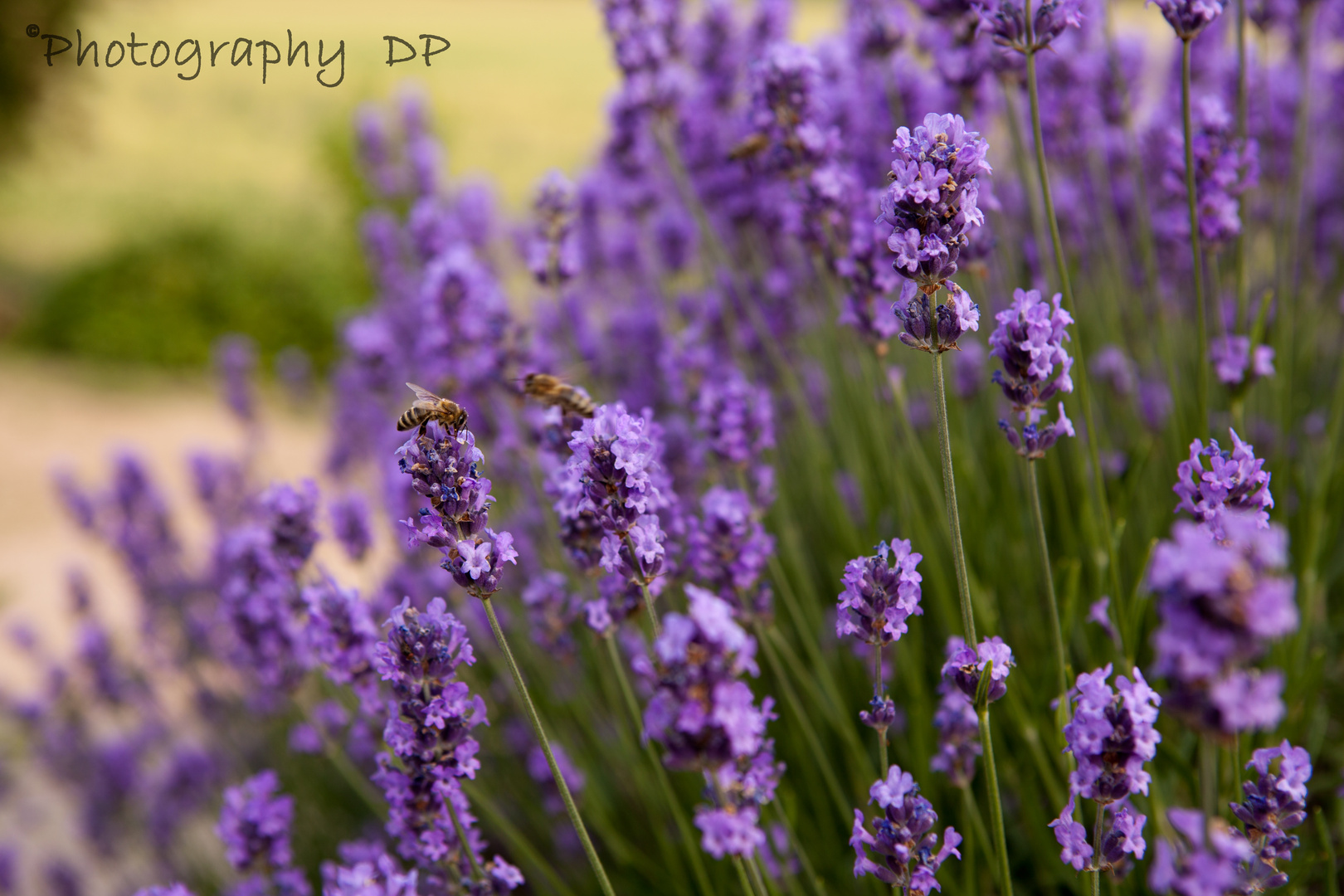 Flieder mit Bienen