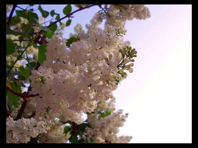 Flieder-Pracht im Frühling