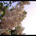 Flieder-Pracht im Frühling