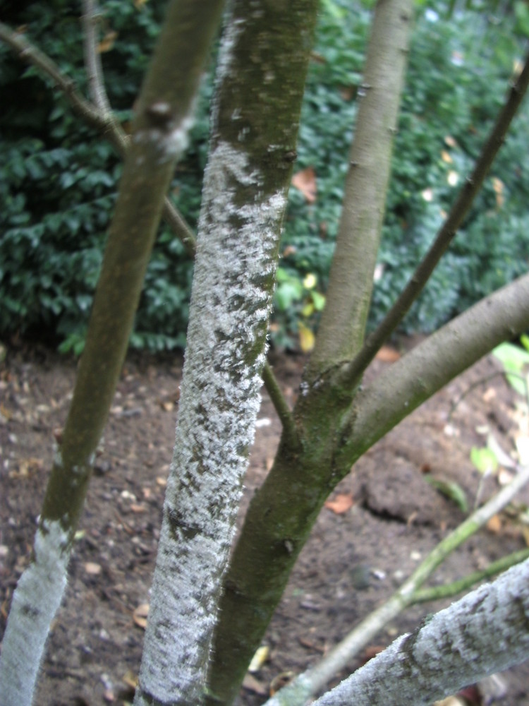 Flieder Stamm Pilz am Stamm was machen ? Foto & Bild pflanzen, pilze