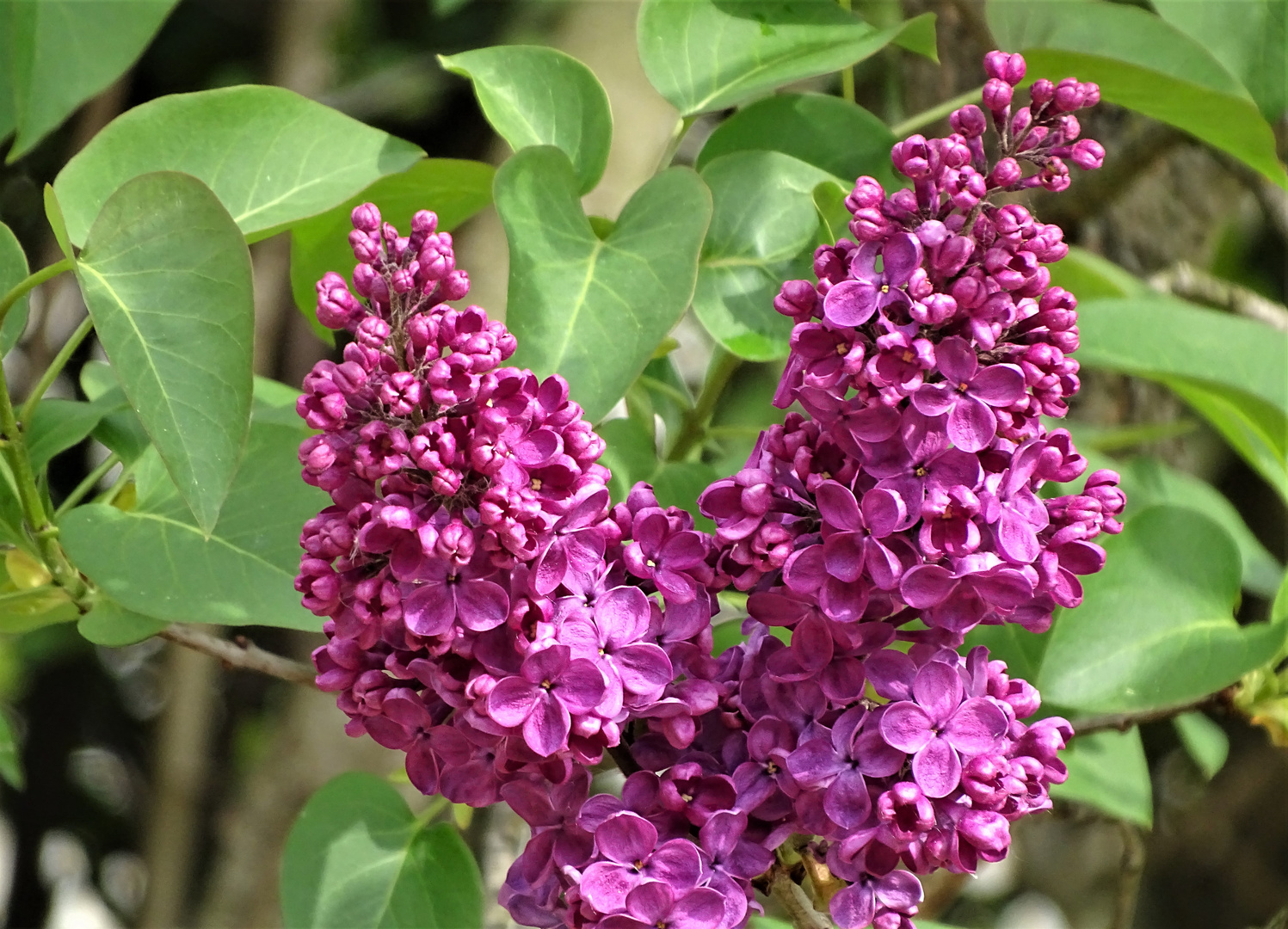 Flieder (Syringa)