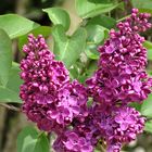 Flieder (Syringa)