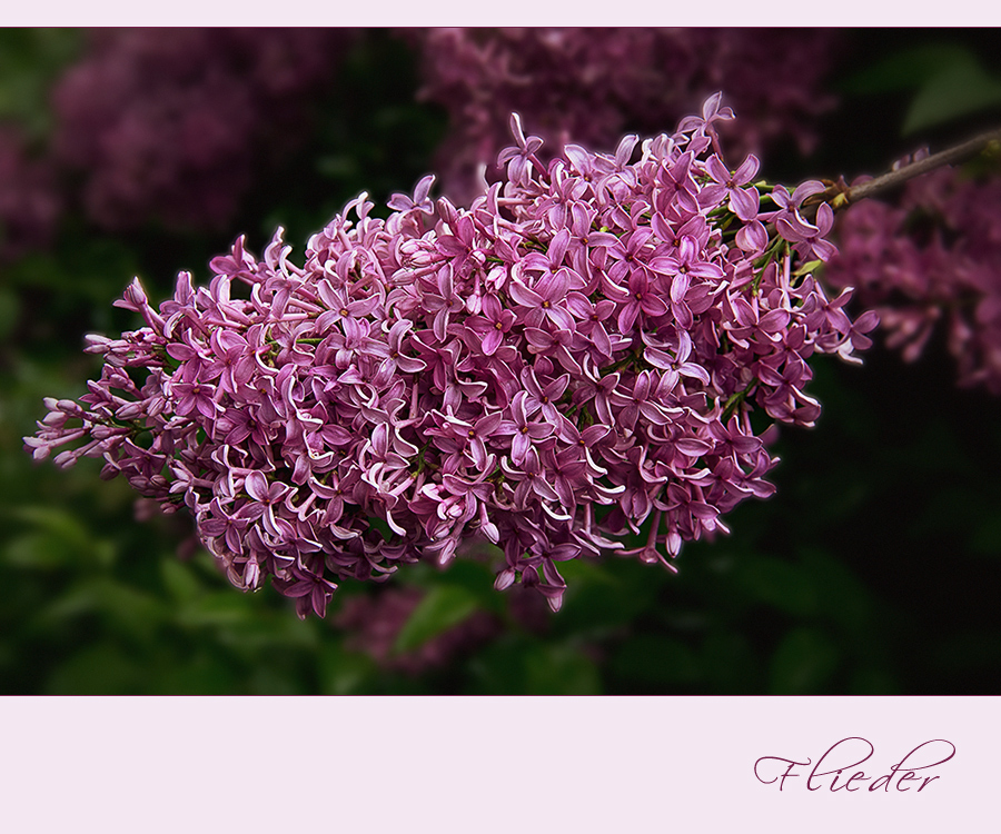 Flieder ~ Syringa ~