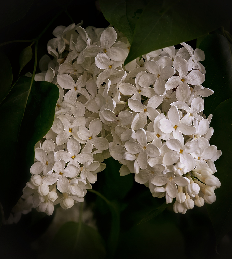 Flieder (Syringa)