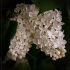 Flieder (Syringa)