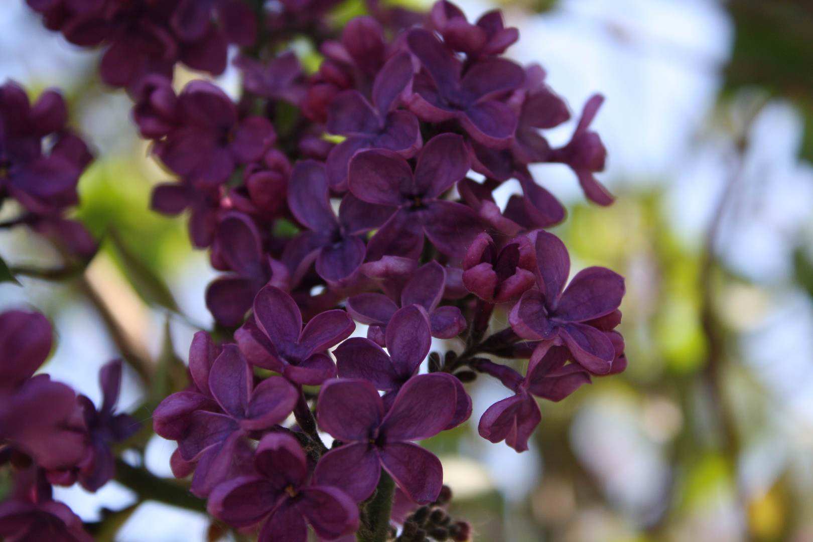 Flieder und Blüten