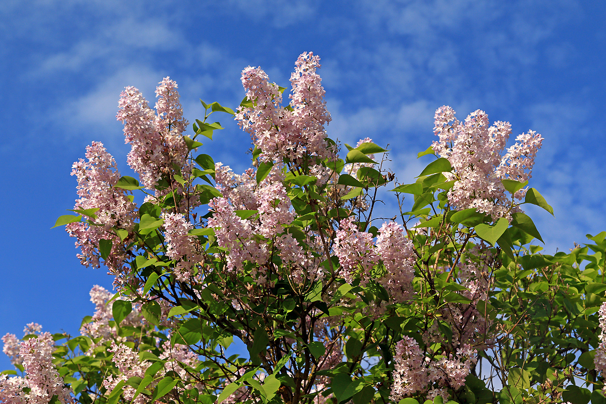 Flieder und Frühling...