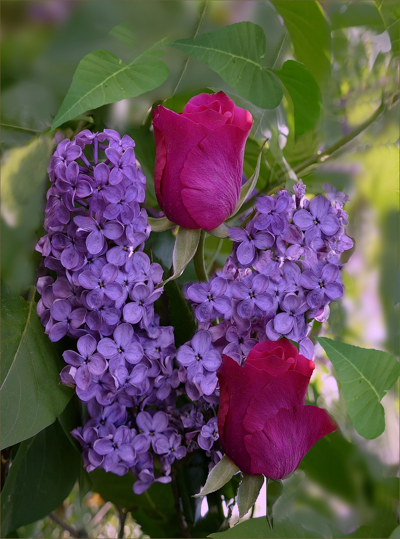 Flieder und Rosen 