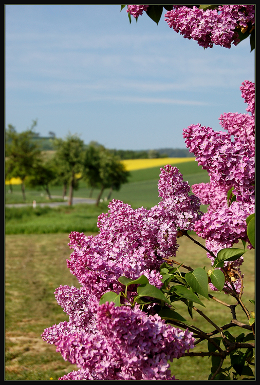 "Flieder - Zeit" ~3~