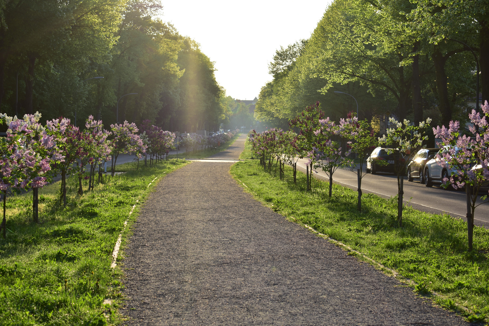 Fliederallee