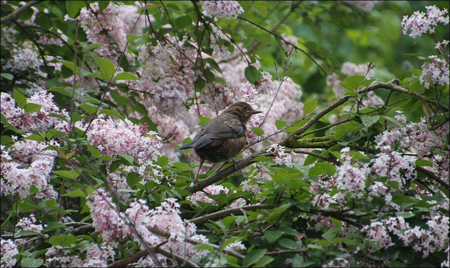 Fliederamsel