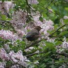 Fliederamsel